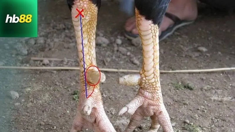 Cách Cắt Cựa Gà Không Chảy Máu Chuẩn Sư Kê 2 Tầm quan trọng của việc cắt cựa gà