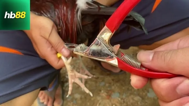 Cách Cắt Cựa Gà Không Chảy Máu Chuẩn Sư Kê 3 Công cụ và chuẩn bị cần thiết