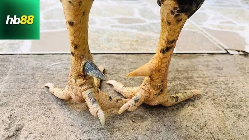 Cách Cắt Cựa Gà Không Chảy Máu Chuẩn Sư Kê 4 Lưu ý an toàn và xử lý sự cố