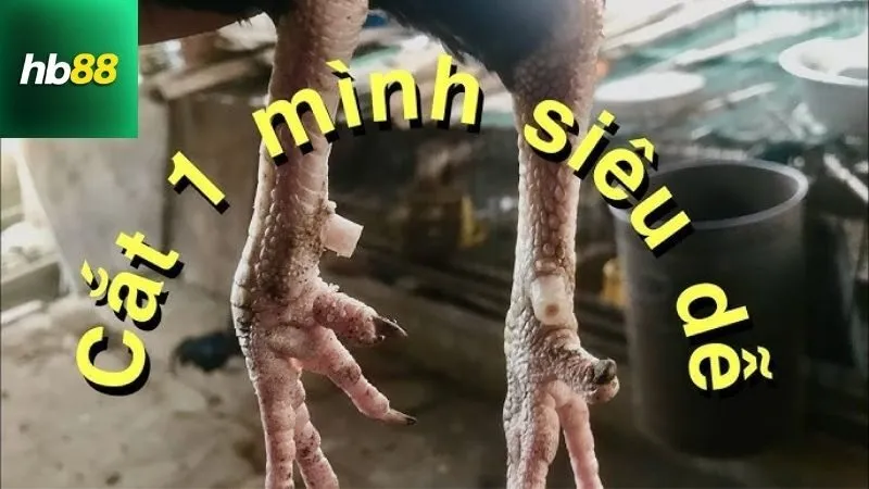 cach-cat-cua-ga-khong-chay-mau