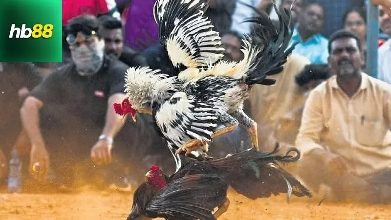 Cách tham gia và tổ chức Đá gà cựa tròn