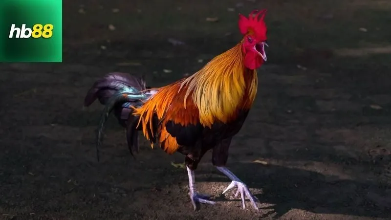 Gà Chọi C1 Thái Lan – Trận Đấu Kịch Tính Của Những Siêu Kê 2 Giới thiệu về gà chọi C1 Thái Lan