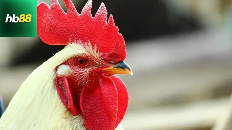 Gà Chọi C1 Thái Lan – Trận Đấu Kịch Tính Của Những Siêu Kê 3 Đặc điểm nổi bật của gà chọi C1 Thái Lan