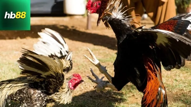 Gà Chọi C1 Thái Lan – Trận Đấu Kịch Tính Của Những Siêu Kê 4 Lời khuyên khi mua và nuôi gà chọi C1 Thái Lan